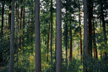 Obraz premium Lots of straight, high-growing mountain trees