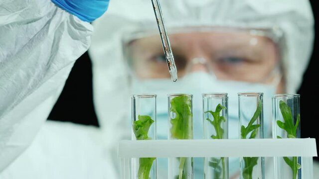 Scientist in protective jumpsuit and glasses works in the laboratory with samples of plants