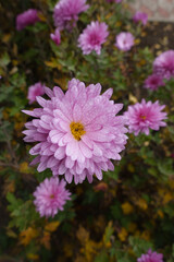 Rain drops on pink flower of Chrysanthemum in mid November