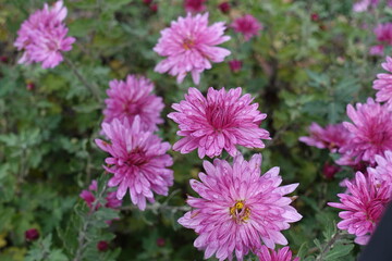 Several pink flowers of Chrysanthemums with droplets of water in October