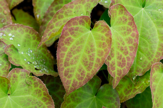 Epimedium x perralchicum 'Frohnleiten' elves flower leaf detail