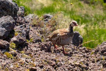 Madeira auf dem Pico Ruivo - Arieiro