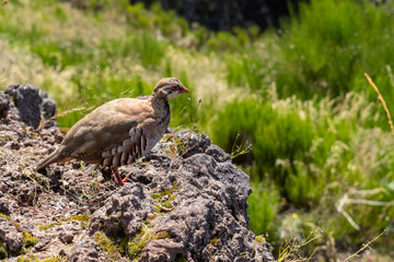 Madeira auf dem Pico Ruivo - Arieiro