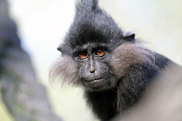 Kopf einer Schopfmangabe aus der Familie der Meerkatzen, die mit klaren braunen Augen in Richtung Kamera blickt