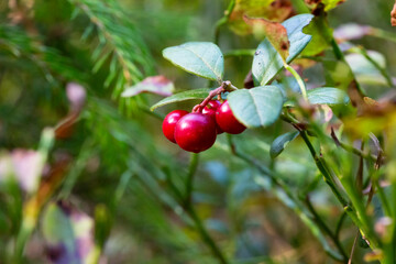 Lingonberry growing in the forest closeup. Ripe red lingonberry berry in the wild after rain, soft...