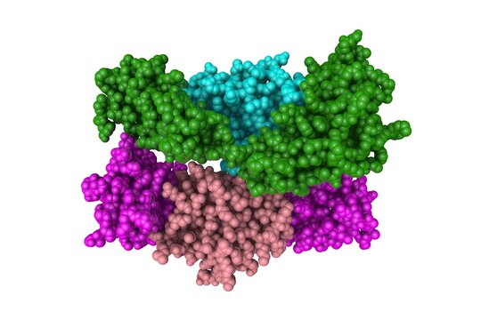 Space-filling molecular model of human interleukin-18 (IL-18) receptor complex. Rendering with differently colored protein chains based on protein data bank entry 4r6u. 3d illustration