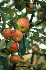 Photo of apples on a branch after the rain.