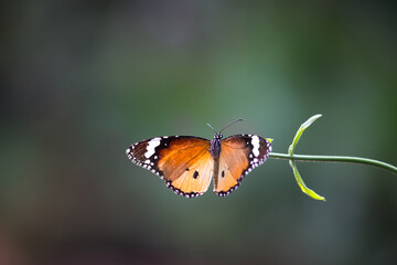Fototapeta na wymiar Danaus chrysippus, also known as the plain tiger, African queen, or African monarch, Danainae, is a medium-sized butterfly widespread in Asia, macro shots, butterfly garden. 