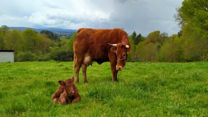 Vaca junto a su cría en un prado de Galicia