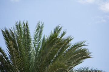 palm tree branches with blue background and white soft clouds