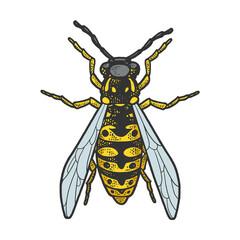 wasp insect color sketch engraving vector illustration. T-shirt apparel print design. Scratch board imitation. Black and white hand drawn image.
