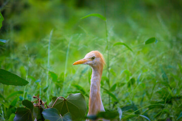 Cattle Egret or Heron known as the bubulcus Ibis Standing Firmly near the plants for insects and pest for livelihood
