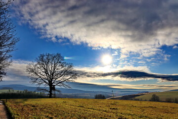 Inhabited tree in the middle of a field