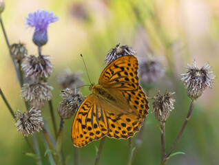 silver-washed fritillary