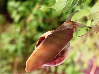 a macro bottom view of a snail crawling on glass with a detailed mucous body, antennae and a spiral of a shell, moisture-loving insects next to a person's dwelling, a moving slug on the window