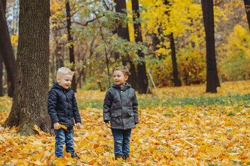 Naklejka na ściany i meble cute happy caucasian boys throw yellow fallen leaves up in the air. Autumn mood