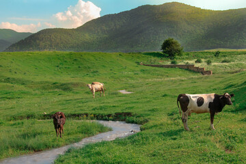 Cows in the mountains.
Cows graze in the mountains at dawn.
Farm cow grazing in spring mountains.