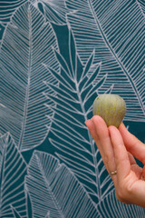 Ripe fig with a cracked skin in a woman's hand on the dark turquoise tropical background.