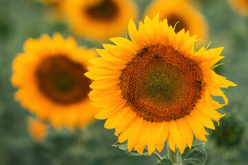 Obraz premium Honey bee pollinating blooming sunflower in field