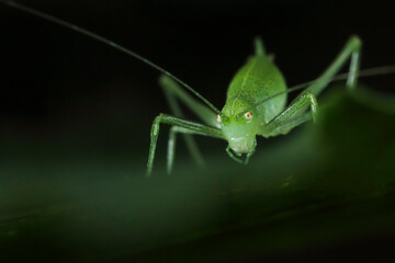 A macro photo of a green grasshopper on a leaf looks at the camera. Black background. Natural habitat.