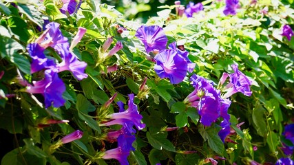 purple flowers in the garden