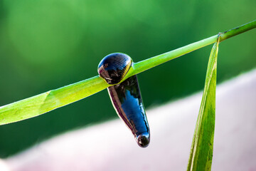 Leech close-up on a green leaf by the river. Bloodsucking worm parasite in its natural habitat.