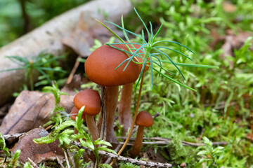 Galerina marginata is deadly poisonous mushroom, october