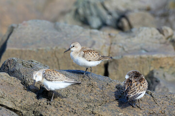 Red-necked stint from Siberia to Hachinohe, Japan