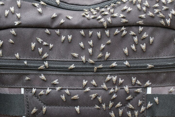 Australian Bushflies resting on a back pack