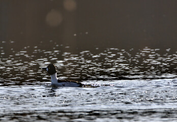 goldeneye floating on the lake among the reflections