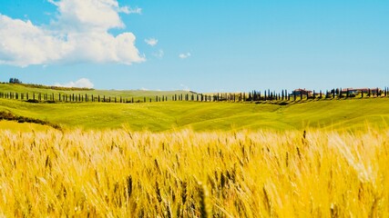 wheat field in the summer