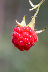 Ripe raspberry in the fruit garden. Raspberry bushes with berries.