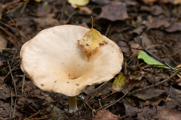 Mushroom called Clitocybe gibba. Autumn mushroom of gray-yellow color in the forest.