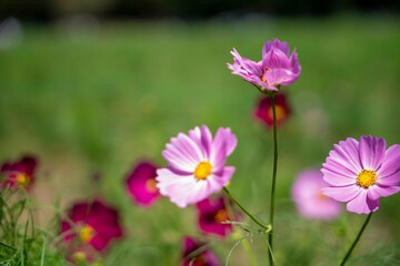 Fototapeta premium コスモスと空