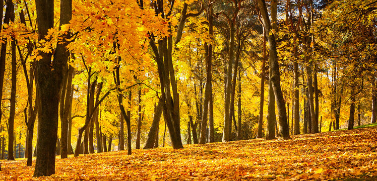 Panoramic Nature Autumn landscape
