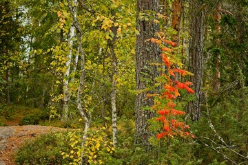 Red leaves in a forest in Forsaleden in northern Sweden - 458703606