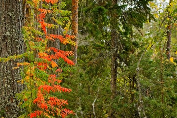 Red leaves in a forest in Forsaleden in northern Sweden - 458703610
