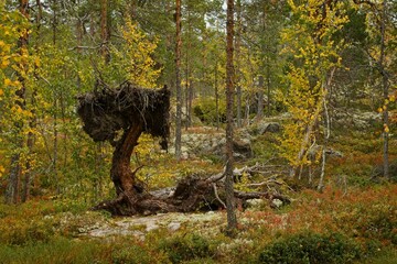 A fallen tree in a forest in Forsaleden in northern Sweden - 458703630