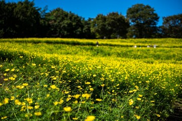 レモンブライトのコスモス
