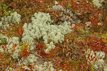 An autumn forest undergrowth in a forest in Forsaleden in northern Sweden - 458703655
