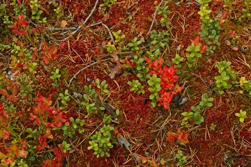 An autumn forest undergrowth in a forest in Forsaleden in northern Sweden - 458703677