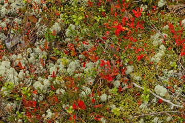 An autumn forest undergrowth in a forest in Forsaleden in northern Sweden - 458703678