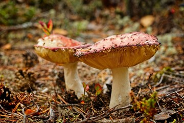 A close-up of a pair of mushrooms in a forest in Forsaleden in northern Sweden - 458703699