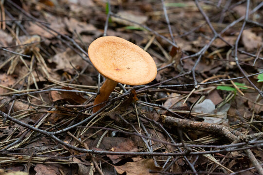 Mushroom called Clitocybe gibba. Autumn mushroom of gray-yellow color in the forest.