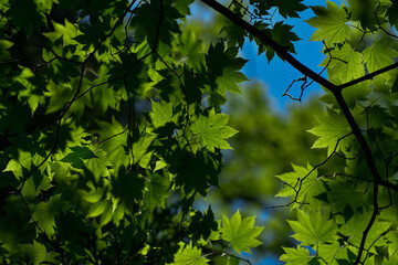 green leaves