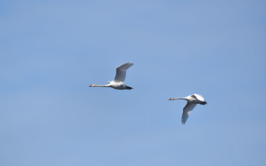 Fototapeta na wymiar a pair of mute swans during their flight on the blue sky