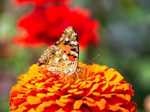 A beautiful butterfly on an orange flower. A colorful monarch butterfly and bright summer flowers on a background of green foliage in a fabulous garden. Macro-artistic image.  Selective focus