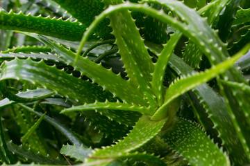 Fototapeta premium aloe vera plant