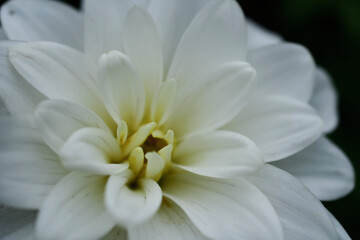 Obraz premium white dahlia flower