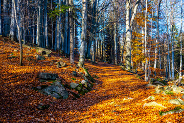 Forest footpath on sunny colorful autumnal day.